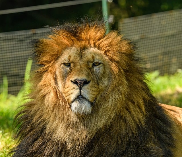 獅子座是怎樣的人？他們身上有 4 大特質